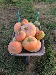 pumpkins in a basket