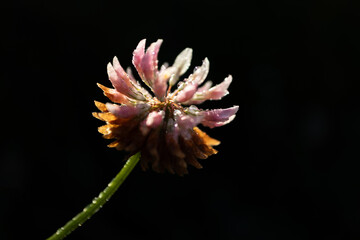 Meadow clover - Trifolium pratense - flower on black background