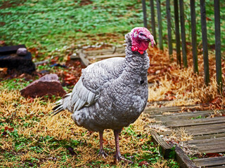 A gray colored male turkey takes a leisurely walk up a backyard hillside at a Missouri residence next to wooden steps and rail. Bokeh.