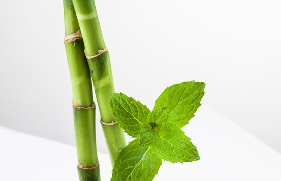Still life of bamboo and mint.