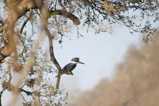Mart&iacute;n Pescador Grande,  Kingfisher, Megaceryle torquata from the Celestino Gelsi Dam, Tucum&aacute;n, Argentina