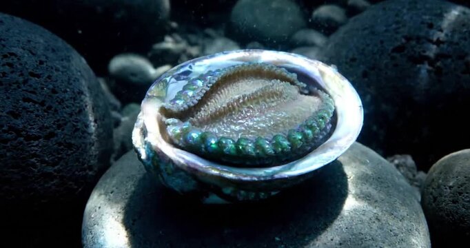Dynamic Coastal Intertidal Zone: Showcase shells being gently tumbled by receding waves on a pristine, untouched beach, emphasizing the natural ebb and flow of the tide and coastal processes. no data