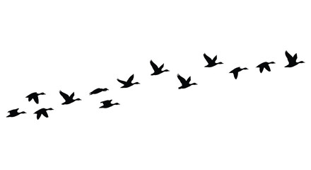 A flock of birds in flight across a plain white background silhouette