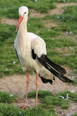 White Stork Ciconia with red legs.