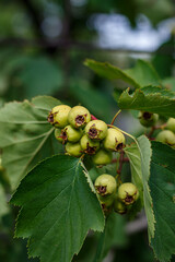 Close-up of unripe hawthorn berries on a branch. Green shrub with fruit, gardening, harvest.