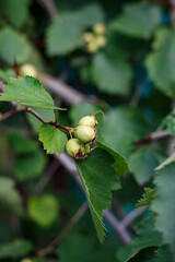Close-up of unripe hawthorn berries on a branch. Green shrub with fruit, gardening, harvest.