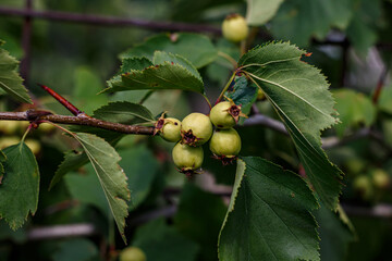 Close-up of unripe hawthorn berries on a branch. Green shrub with fruit, gardening, harvest.