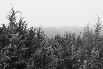 Texas nature in foggy weather black and white landscape image.