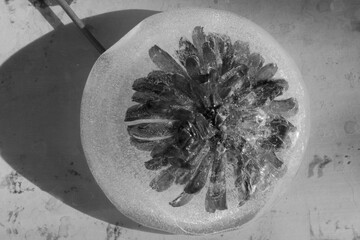 Zinnia flower in ice closeup for artsy creative floral background.