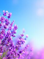 Fototapeta premium Vibrant lavender flowers in full bloom against a clear blue sky, creating a serene natural landscape