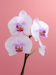 Obraz premium Delicate white orchids with pink accents against a soft pink background, showcasing natural beauty