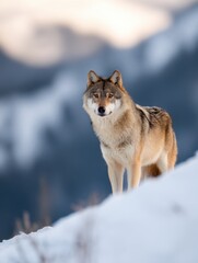 Obraz premium Majestic wolf standing on a snowy mountain slope, with a blurred landscape of peaks in the background