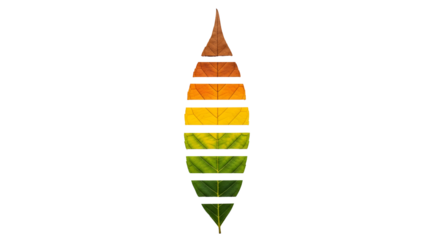 Elegant natural color gradient of a segmented leaf, beautifully transitioning from vibrant green to golden yellow and warm autumnal brown, symbolizing seasonal change and organic cycle