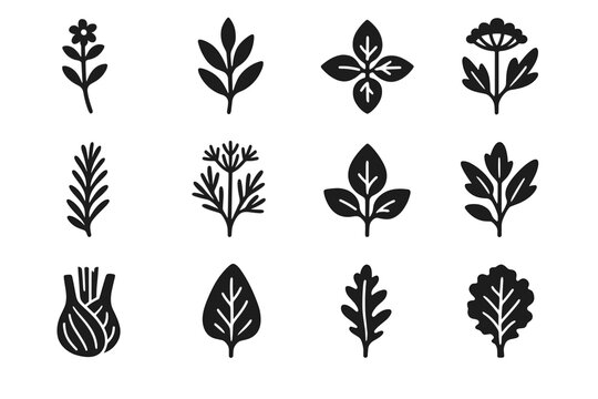 Alpine herbs basil sage fennel leaf rosemary kale wild vector icon
