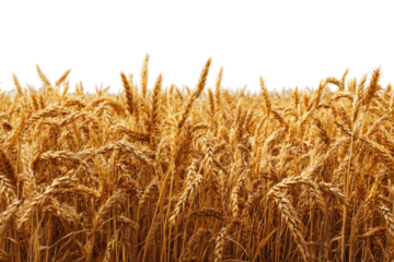 Golden wheat field stretches horizontally across the image