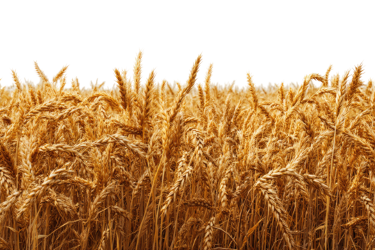 Golden wheat field stretches horizontally across the image