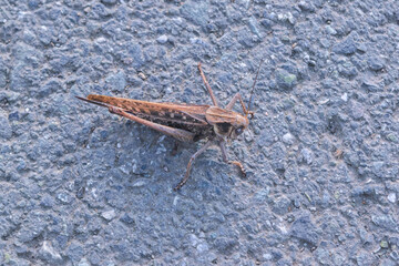A grasshopper on the asphalt with a detailed close-up.
