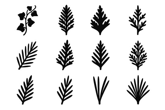 Ivy spruce vector icons icon spike red cedar detail juniper leaf silhouette