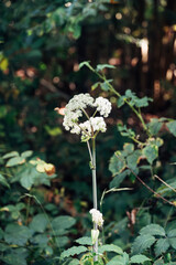 A white flower is in the middle of a green bush