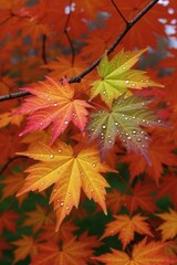 A cluster of vibrant autumn maple leaves in various shades of red, orange, and green adorned with water droplets.