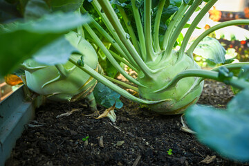 Kohlrabi plants thriving in rich soil, showing healthy green leaves and bulbs