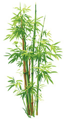 Fototapeta premium Lush green bamboo plant with multiple vibrant stalks and fresh leaves, isolated on a clean white background. Symbol of nature and growth.