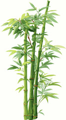 Obraz premium Lush green bamboo plant illustration with leafy shoots and strong stems, isolated botanical graphic element for design