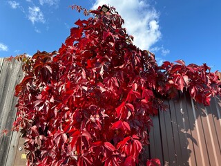 Bright red leaves of maiden grapes on gray fence. Autumn