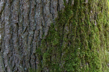 The tree trunk is covered in green moss