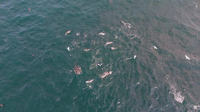Donegal, Ireland - August 24 2025 : The Deep Blue is pulling equipement into blue fin tuna and dolphins