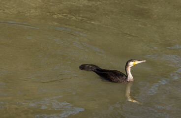 Great cormorant swim in the pond of Hirosaki park