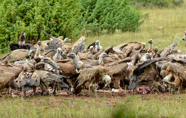 Vautour fauve, Gyps fulvus