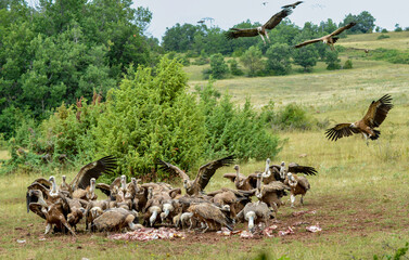 Vautour fauve, Gyps fulvus