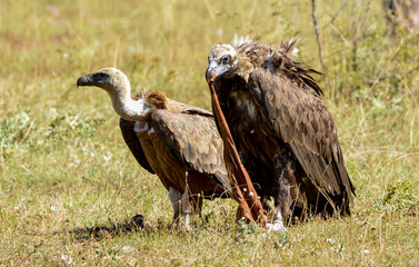 Vautour moine, Aegypius monachus, Cinereous Vulture, Vautour fauve,Gyps fulvus, Griffon Vulture, 48, Lozere, France