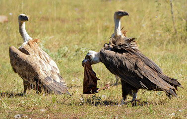Vautour moine, Aegypius monachus, Cinereous Vulture, Vautour fauve,Gyps fulvus, Griffon Vulture, 48, Lozere, France