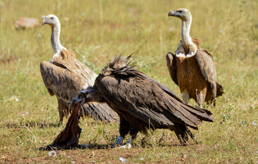 Vautour moine, Aegypius monachus, Cinereous Vulture, Vautour fauve,Gyps fulvus, Griffon Vulture, 48, Lozere, France