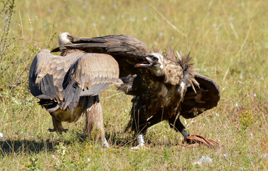Vautour moine,Aegypius monachus, Cinereous Vulture, Vautour fauve,Gyps fulvus, Griffon Vulture, 48, Lozere, France