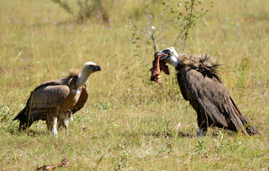 Vautour moine,Aegypius monachus, Cinereous Vulture, Vautour fauve,Gyps fulvus, Griffon Vulture, 48, Lozere, France