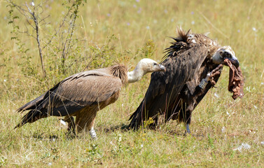 Vautour moine,Aegypius monachus, Cinereous Vulture, Vautour fauve,Gyps fulvus, Griffon Vulture, 48, Lozere, France