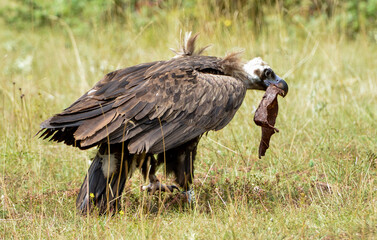 Vautour moine , Aegypius monachus