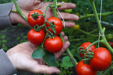 Red tomatoes in a greenhouse. Farmer harvests tomatoes in the garden.