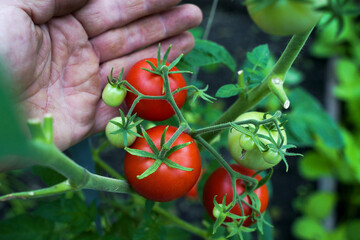 Gardener inspects tomatoes grown in a greenhouse. Fresh red tomatoes in a hand. Farmer holding fresh red tomatoes in a field, tomato harvest.