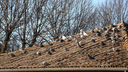 flock of pigeons on the roof