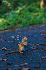 Tamias (a genus of chipmunks in the tribe Marmotini of the squirrel family) in the Lesser Khingan Mountains of Yichun City, Heilongjiang Province, China