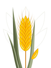 Spikelet of ripe wheat with green leaves isolated on white background. 
