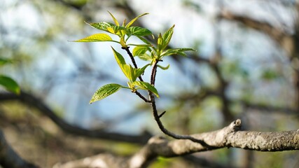 Spring Natural Scenery of Sobaeksan Mountain, Korea