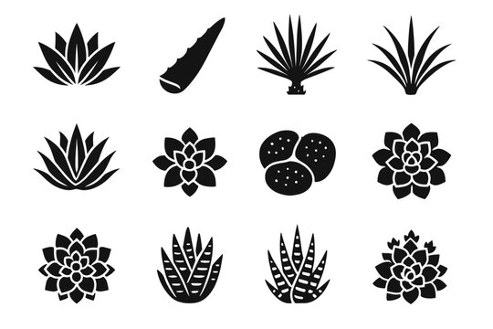 Stones rosette icon yucca century plant desert zebra icons dudleya lithops flora