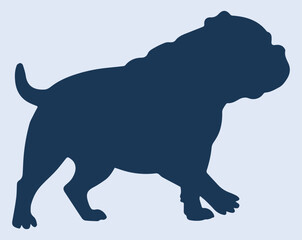 dog on a white background