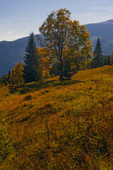 Beautiful early autumn in Carpathian mountains, Ukraine