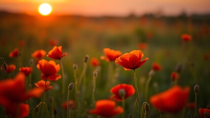 Golden sunset over a field of red poppies, capturing the tranquility of nature in warm light.